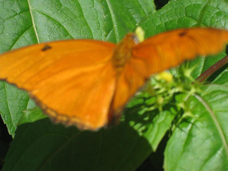 IMG_0050.JPG